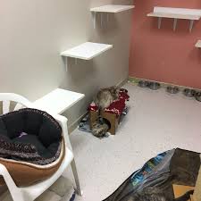 Second chance pet adoptions has a mission to find homeless pets forever homes. Second Chance Pet Adoptions Southwest Raleigh 6003 Chapel Hill Rd Ste 133