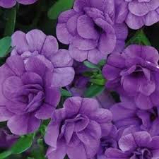 Buy Calibrachoa Minifamous Double Amethyst Online Flowers Olive Garden Delivery Angel Plant
