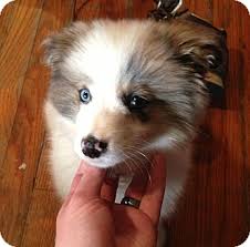 Columbus Oh Eskimo Dog Meet Ruby Updated A Pet For Adoption