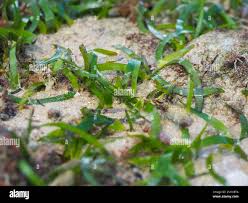 Image result for Thalassia hemprichii