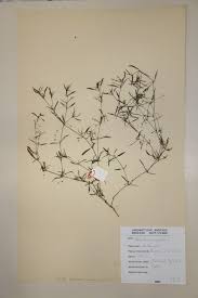 Image result for Oldenlandia goreensis