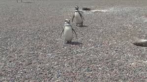 From september to march, this rookery is home to over 1 million magellanic penguins. Punta Tombo Penguin Rookery Stock Video Footage 4k And Hd Video Clips Shutterstock