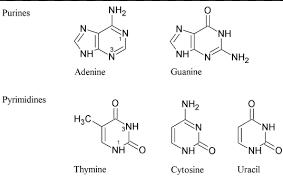 Which nitrogenous bases are needed to complete the dna strand pictured below? What Are The Nitrogenous Bases Of Dna And Rna Quora