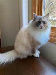 Hello all It's hard to believe that the little bundle of mischief that I  brought home in April 2022 is three years old and just over 15 pounds. She  is a blue