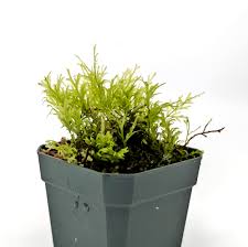 Image result for Crepidomanes clarenceanum