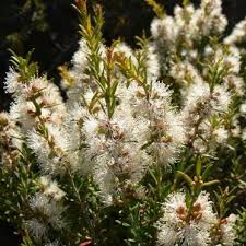 Image result for Melhania acuminata