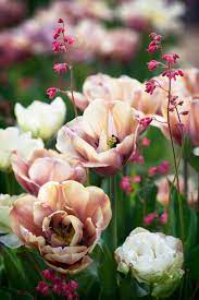 Pin By House Garden Magazine Uk On Fleurs Spring Garden Flowers Tulips Garden Flowers