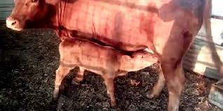 May 26, 2021 · kelahiran sapi merah itu pertama kalinya diumumkan oleh the temple institute. Sapi Merah Terlahir Kembali Setelah 2 000 Tahun Di Israel Dikaitkan Dengan Tanda Kedatangan Mesias Dan Kiamat Pikiran Rakyat Bekasi