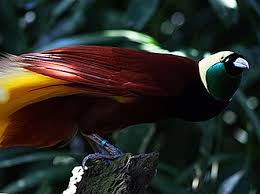 500 x 500 jpeg 21 кб. Cele Mai Bune PÄƒsÄƒri In Zonele Montane È™i Insule Sfaturi De Calatorie