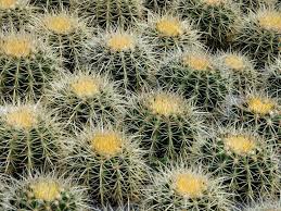 Fill pot with cactus mix. Life Cycle Of A Golden Barrel Cactus World Of Succulents