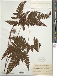 Image result for Triplophyllum protensum