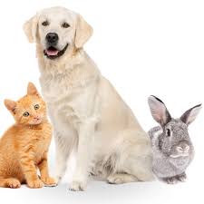 We did not find results for: Trinity Pet Hospital Home Facebook