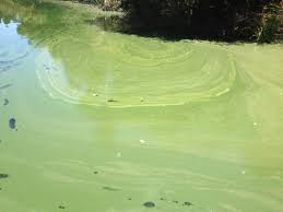 Follow the steps below on how to treat green, mustard and black algae in pool water. How To Get Rid Of Algae In Dams Water Quality Solutions