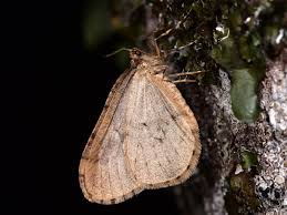 Image result for Operophtera fagata