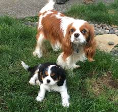 Pin By Carole Campbell On Fotos Cavalier King Charles Spaniel Best Dog Breeds Cavalier King Charles