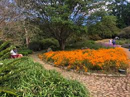 Image result for Distephanus divaricatus