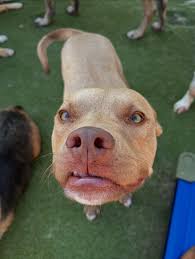 wcw 😘💖💕!! East Shore Beauties: Phoebe, Orla, Luna & Brooklyn! West Shore  Beauties: Ginger, Sky, Izzy & Bella! #canineclubhouseharrisburg  #canineclubhousemechanicsburg #doggydaycare