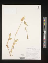 Image result for Aneilema spekei