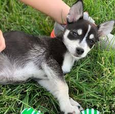 The black and tan coonhound is known for being a easygoing, trusting, and gentle dog. Chihuahua Husky Mix Do They Exist Do You Want One K9 Web