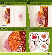 Le tissu des glandes mammaires de la chienne est particulièrement sensible à l'inflammation en période de changements hormonaux tels que la chaleur, une grossesse nerveuse, et la phase de lactation. Tumeur Mammaire Chez La Chienne Conseil Veto Illustre Catedog