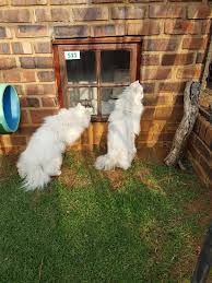 Police say they crashed through the ceiling of a women's restroom and landed inside the stalls, reports ajc.com. Two Peeping Toms Although One Is A Girl Mooikloof Companion Animal Centre Facebook