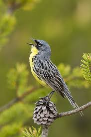 Birds With Yellow Feathers In Michigan The Worlds Most Endangered Warbler Steve Gettle Nature Photography Pet Birds Bird Species Endangered Bird Species