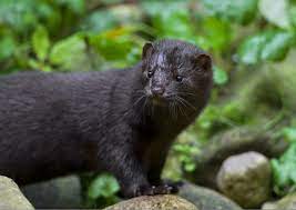 At present (2009), the collection of animals of minsk zoo counts for 1343 mammals in 64 species, 213 birds in 47 species. Thousands Of Minks Dead As Covid Outbreak Escalates On Utah Farms Best States Us News