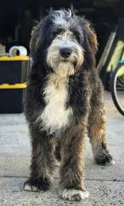 An f1b is formed when you cross an f1 bernedoodle with a poodle. What Is The Size Of Standard Bernedoodles