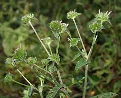 Image result for Elephantopus