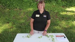 What's the best way to get rid of knotweed? Bindweed And Morning Glories Youtube