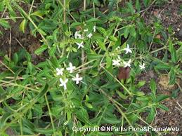 Image result for Pavetta pygmaea