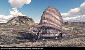 Because it lives off smaller prey than humans, it generally ignores anything much larger than a coelacanth. Pelycosaurier Dimetrodon Lizenzfreies Bild 15833269 Bildagentur Panthermedia