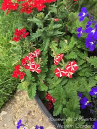 We did not find results for: Red White Blue Patriotic Flower Pot Western Garden Centers