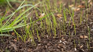 what temperature does grass seed need to germinate yard