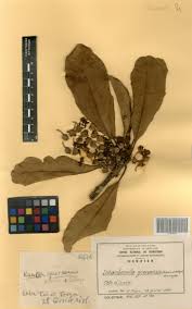 Image result for Inhambanella