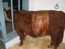 Do not pass a stomach tube in the animals that bloat following grub treatment. How To Rumenostomy Large Animal Surgery Supplemental Notes