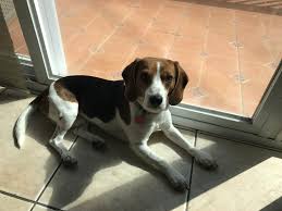 Join millions of people using oodle to find puppies for adoption, dog and puppy listings, and other pets adoption. Beagle Dog Shipping Rates Services
