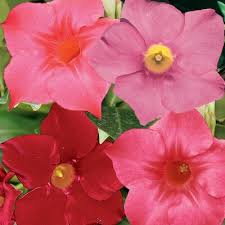 Image result for Dactyladenia