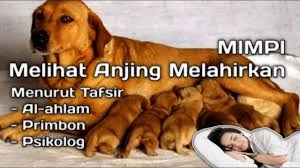 Check spelling or type a new query. Mimpi Melihat Anjing Melahirkan Menurut Tafsir Kitab Al Ahlam Primbon Jawa Dan Psikolog Youtube