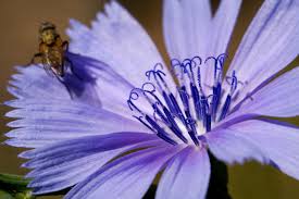 Image result for Cichorium
