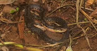The hognose snake uses its upturned snout to dig into the loose ground or humus (humus is natural compost — not to be confused with hummus, the food made from chickpeas) and often digs up lizard eggs to feast on.; Madagascar S Giant Hognose Snake Madamagazine