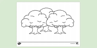 The california redwood was designated the official state tree of california by the state legislature in 1937. Free Printable Tree Colouring Page Primary School Twinkl