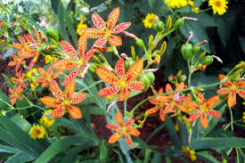 Grow on for approximately 6 weeks. Blackberry Lilies Pictures Labels Blackberry Lily Bulbs Lily Orange Lily Flower Seeds Lilly Plants Flower Seeds