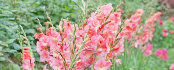 Image result for Gladiolus melleri