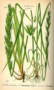 Image result for Lolium