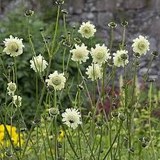 Image result for Cephalaria