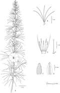 Image result for Ipomoea fulvicaulis