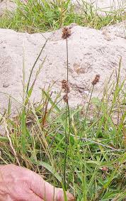 Image result for Pycreus mundtii