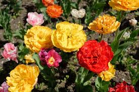 Hours, address, botanischer garten augsburg reviews: File Sg Botanischer Garten Ksg 3197 Pk Jpg Wikimedia Commons