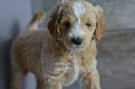 We take great pride in the quality of our goldendoodle puppies. F2b Mini Golden Doodle Puppies Born 10 02 14 Ready For Forever Homes On Thanksgiving Day See My We Goldendoodle Puppy For Sale Goldendoodle Puppy Goldendoodle
